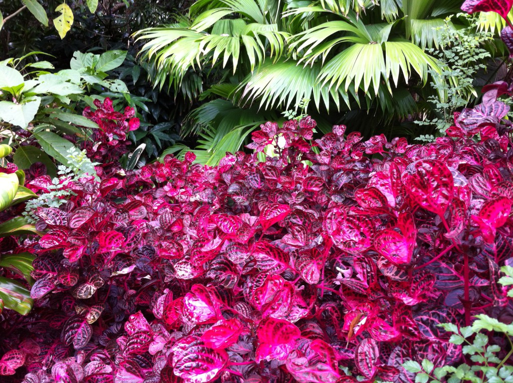 Royal Botanic Gardens autumn, Sydney Royal Botanic Gardens autumn, Sydney