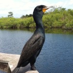 A bird, Anhinga Trail, the Everglades