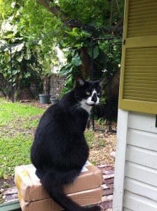 A Hemingway cat