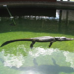 A gator in the Miccosukee Village, Florida