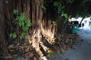 A mangrove tree