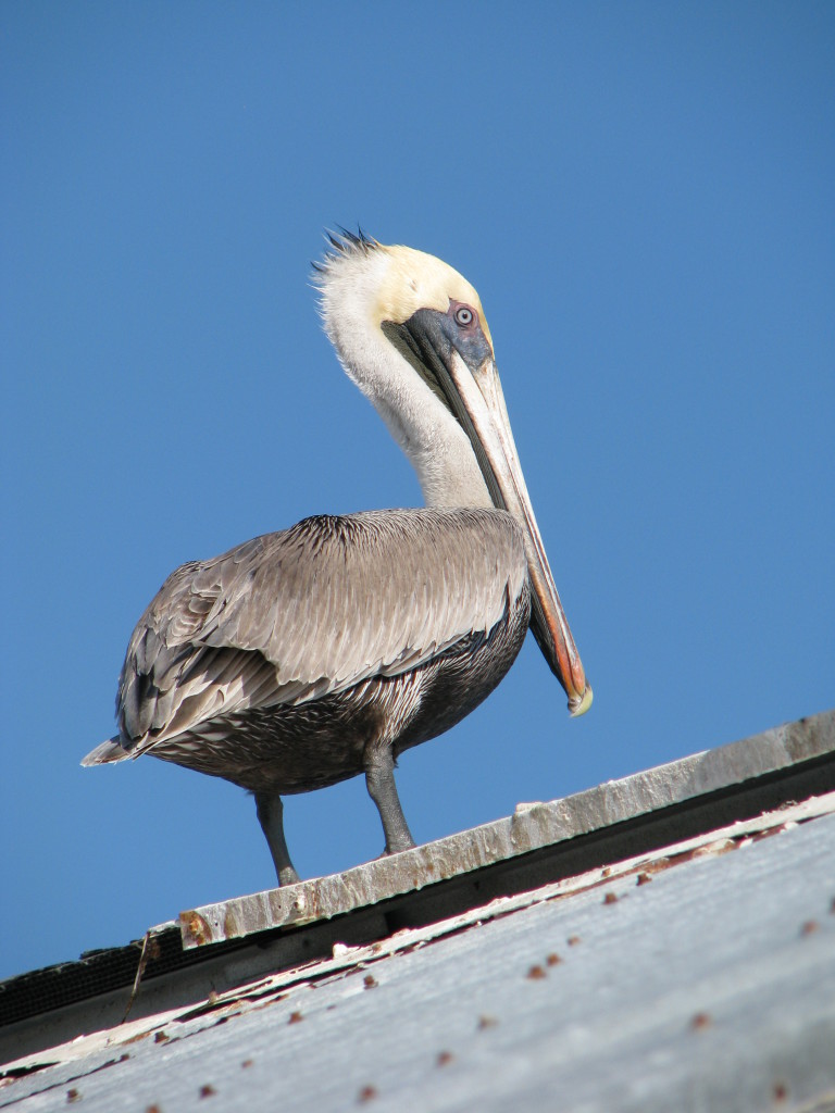 A Florida Keys pelican A Florida Keys pelican