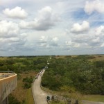 A view from the Observation tower, Shark Valley