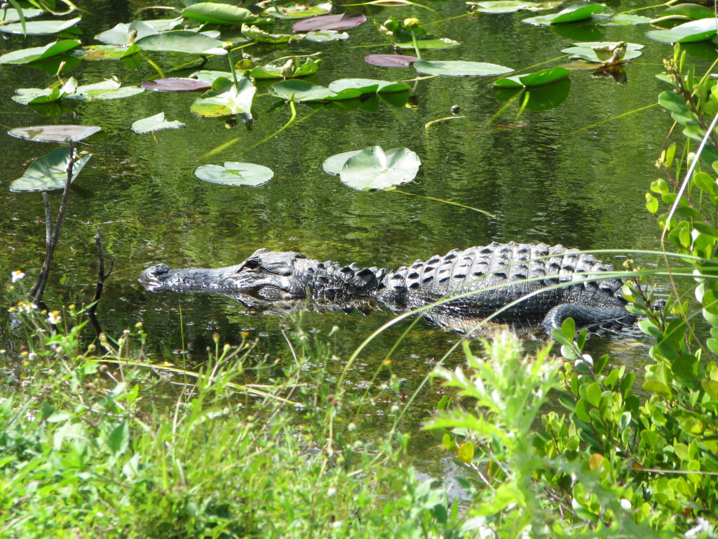 Shark Valley alligator Day trip to Shark Valley, an alligator