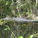 Alligator in Shark Valley, Everglades National Park, Florida