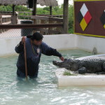 Alligator show, Miccosukee Village, Florida