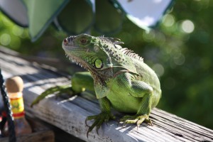 An iguana, Key West