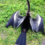 Anhinga bird in the Everglades