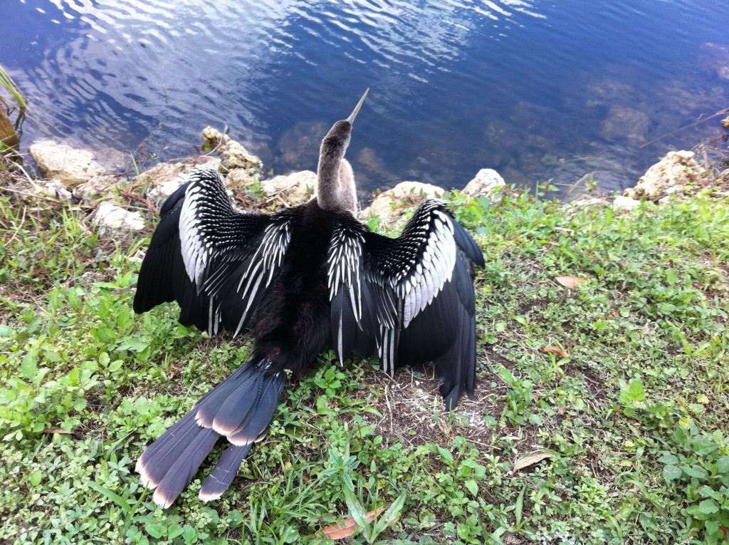 Anhinga bird, the Everglades