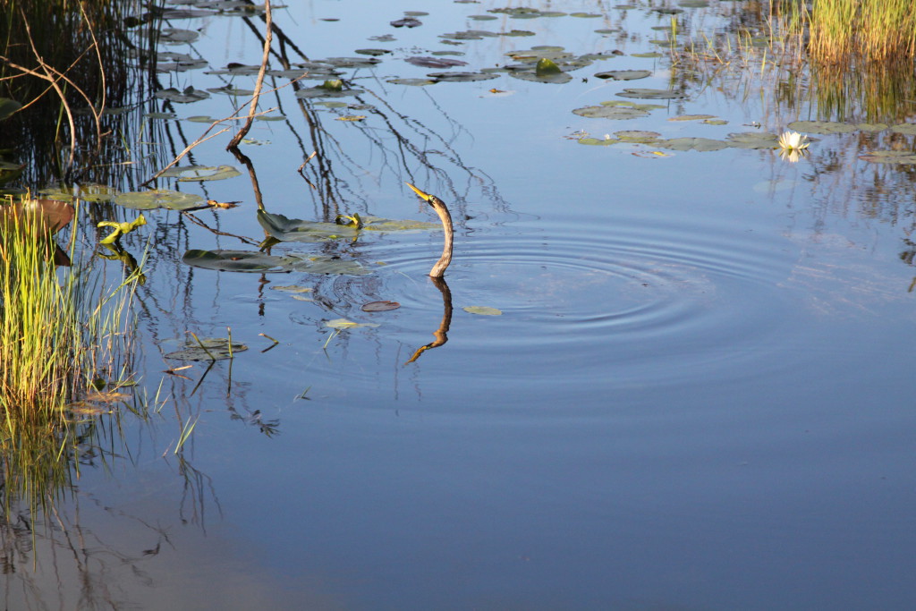 On short walking trails in the Everglades