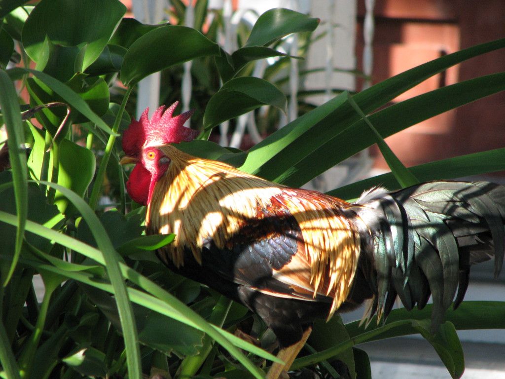 Bahama Village, Key West