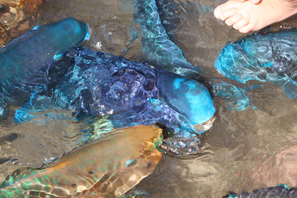 Theater of the Sea fish, Florida Keys Theater of the Sea, Islamorada, Florida Keys