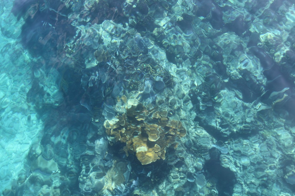 Corals in John Pennekamp State Park, Key Largo Corals at John Pennekamp Coral Reef State Park