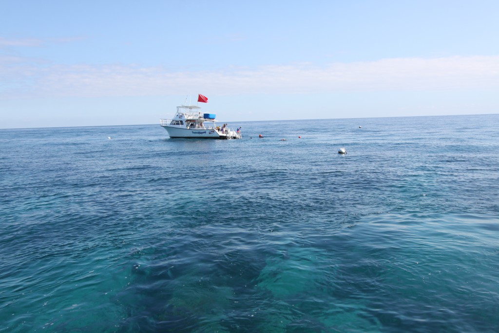 Snorkeling in John Pennekamp Coral Reef State Park Boat trip, John Pennekamp Coral Reef State Park
