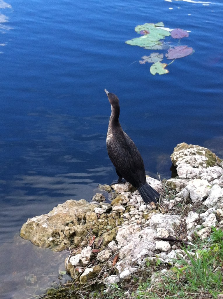 A water bird, Everglades National Park