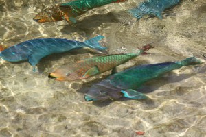Theater of the Sea, Islamorada, Florida Keys