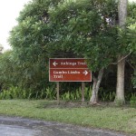 Gumbo Limbo and Anhinga Trails. the Everglades