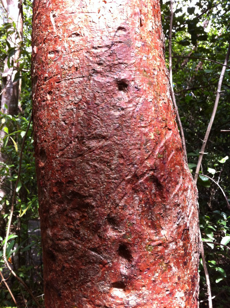 A gumbo limbo tree, the Everglades