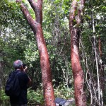 Gumbo limbo trees, walking trails in the Everglades