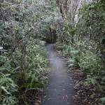 Gumbo Limbo trail, walking trails in the Everglades
