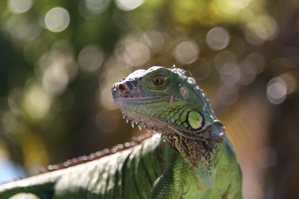 An iguana, Key West