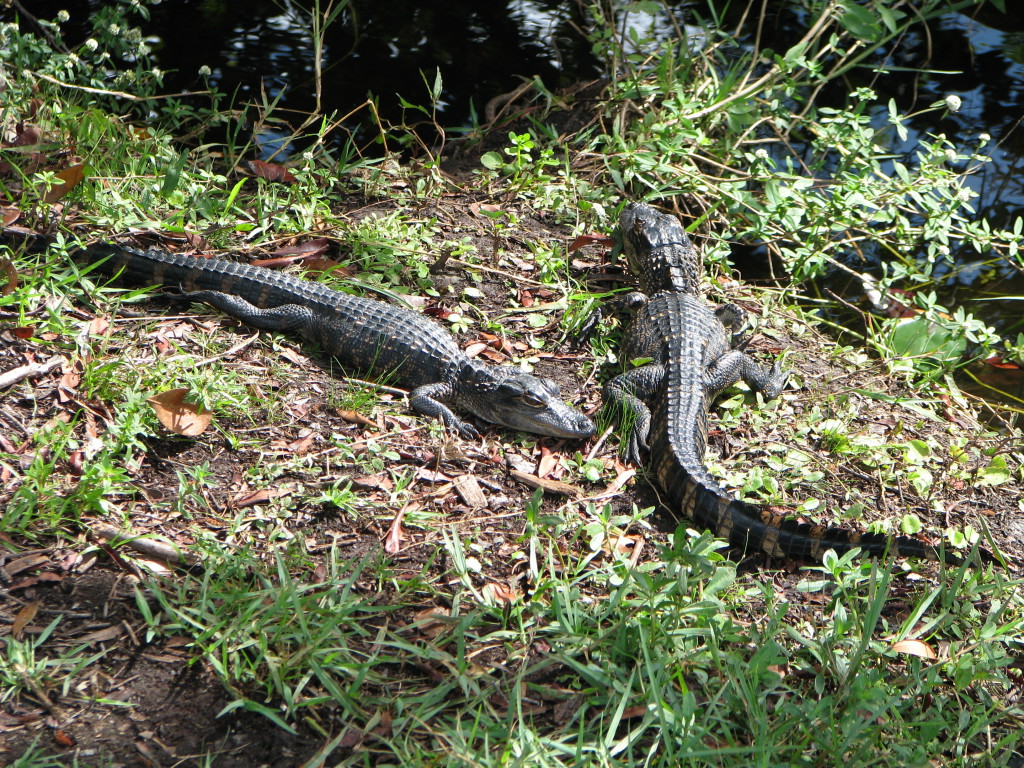 Alligators in Shark Valley, Everglades Alligators in Shark Valley, Everglades
