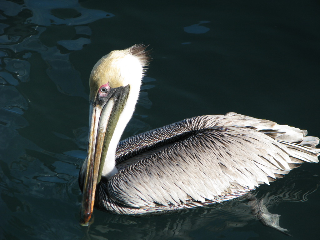 A pelican, Harbor Walk, Key West