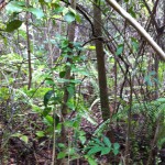 Mahogany Hammock Boardwalk, Everglades National Park