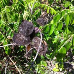 Nature in Flamingo, the Everglades