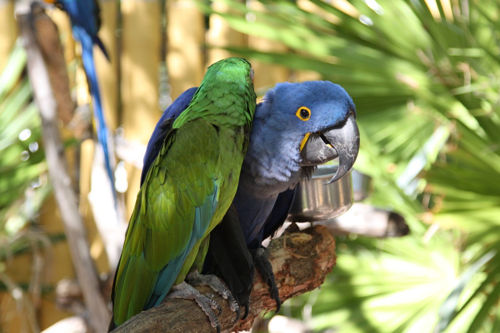 Parrot show,Theater of the Sea, drive from Miami to Key West Parrot show,Theater of the Sea, drive from Miami to Key West