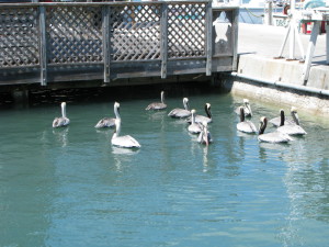 Pelicans, Harbor Walk, Key West