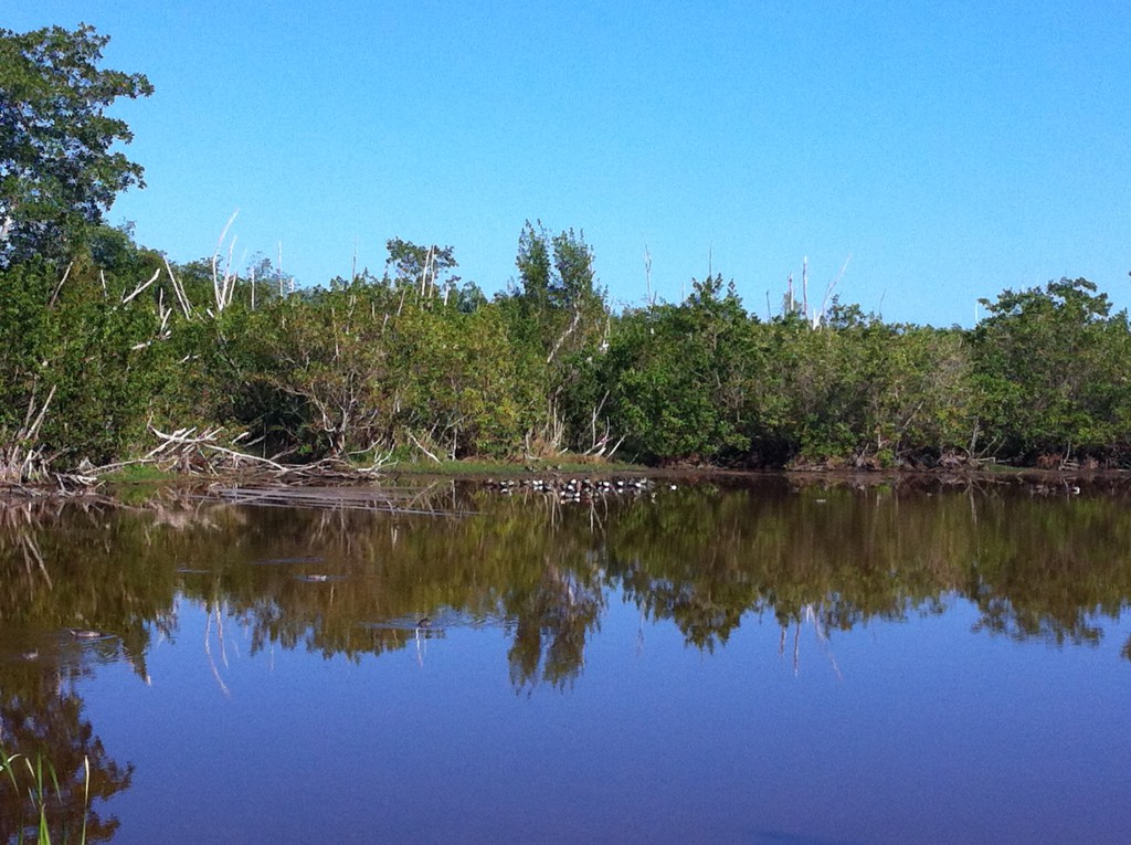 A lake north of Flamingo, Everglades National Park