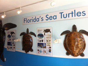 Sea Turtle Center, Marathon, Florida Keys