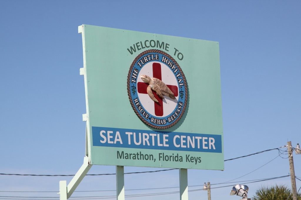 Sea Turtle Center, Marathon Sea Turtle Center, Marathon, Florida Keys