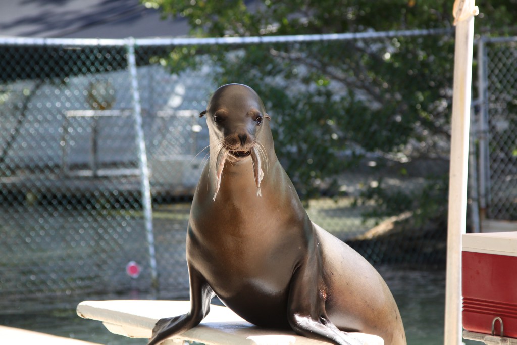 Sea lion, Theater of the Sea Sea lion, Theater of the Sea, Islamorada, Florida Keys