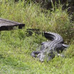 Alligator in Shark Valley, Everglades National Park, Florida