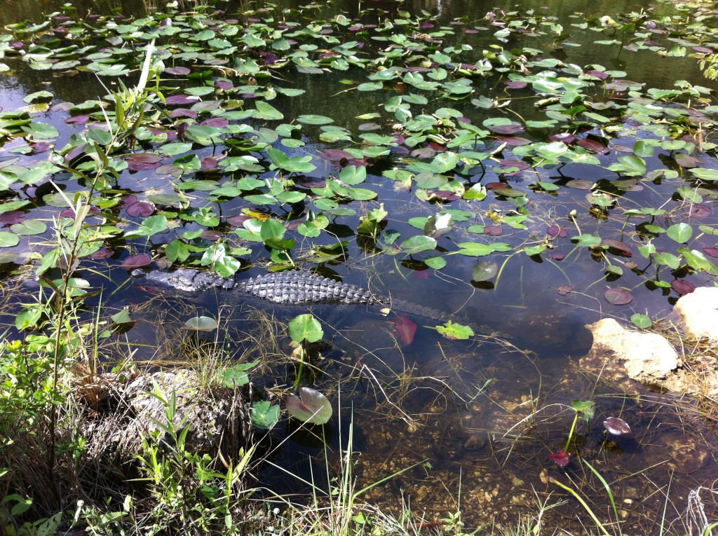 Wildlife in Shark Valley, Everglades, Florida Day trip to Shark Valley, an alligator