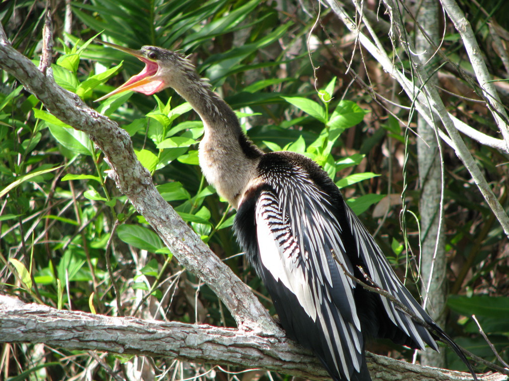 Anhinga bird in Shark Valley, Everglades National Park, Florida Day trip to Shark Valley, an anhinga bird