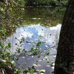 Shark Valley, Everglades, Florida