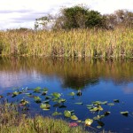 The river behind Miccosukee Restaurant, the Everglades