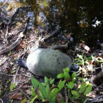 Turtle in Shark Valley, Everglades, Florida