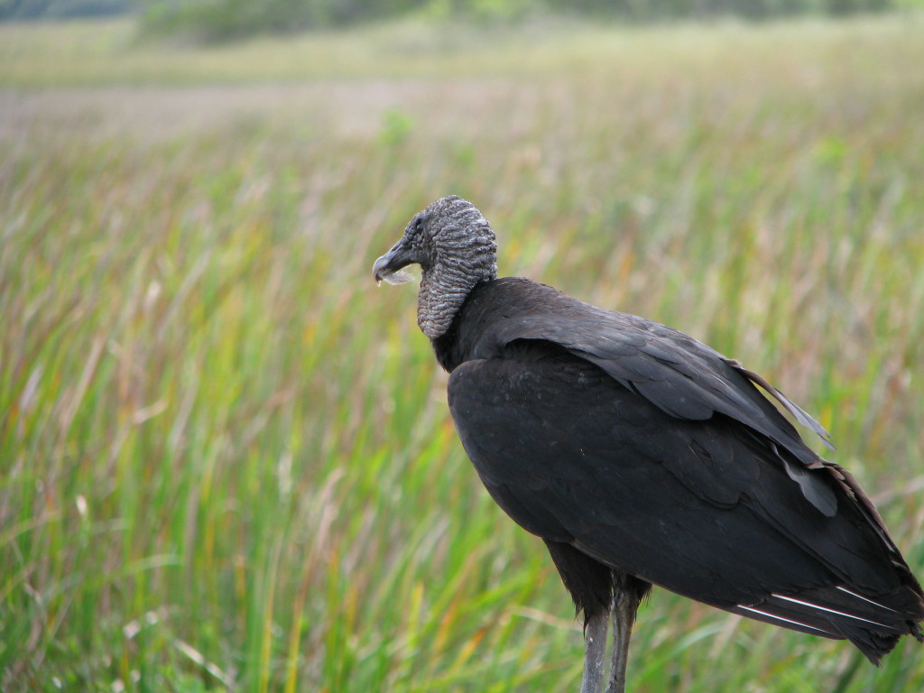 A vulture in the Everglades, Florida A vulture in Everglades National Park, Florida