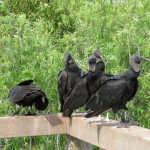 Vultures in the Everglades, Florida