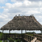 Vultures in the Everglades, Florida