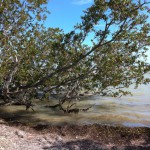 Waters of Gulf of Mexico, Flamingo, Everglades