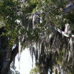 Nature in Flamingo, the Everglades