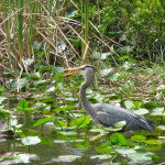 Wildlife in Shark Valley, Everglades, Florida