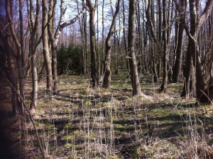 Forest in Rabka, Slowinski National Park