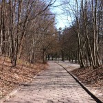 Forest in Sopot