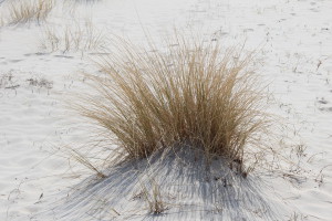 The Dunes, Slowinski National Park